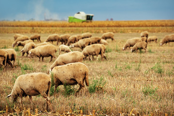 Obraz premium Sheep herd grazing on wheat stubble field