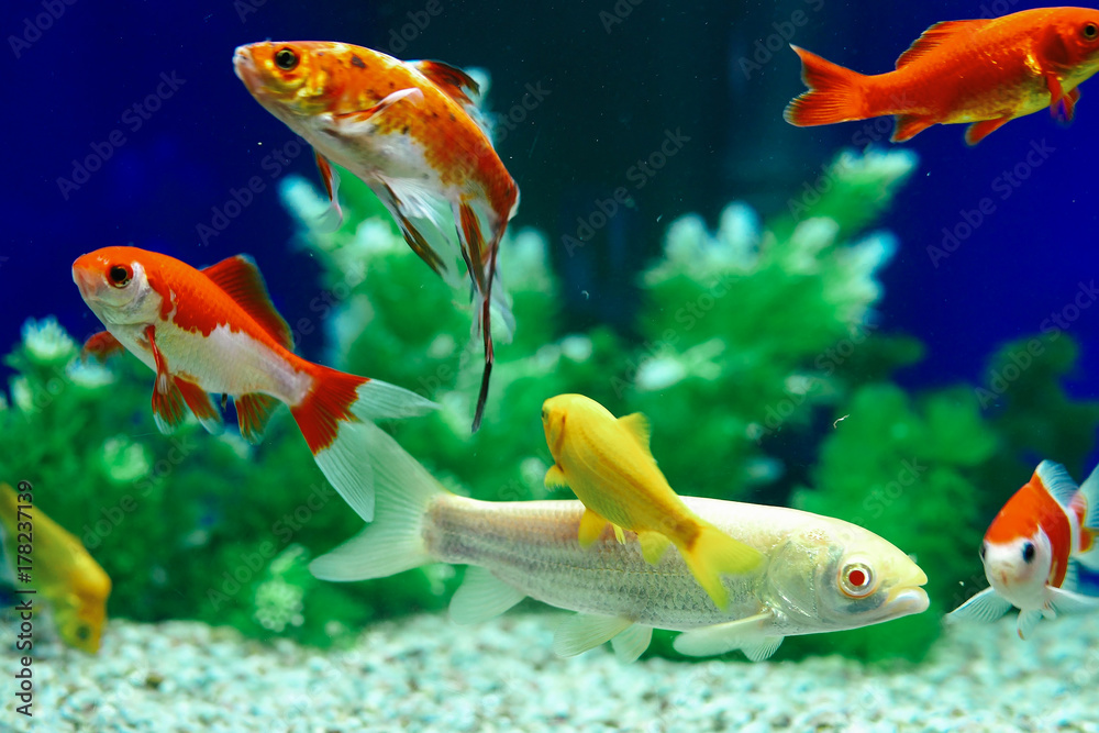 Poster Yellow and Red Goldfish Swimming In Aquarium - Posters