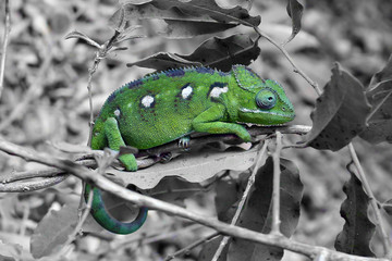 Caméléon vert de la réserve ANJA à MADAGASCAR