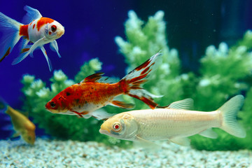 Fototapeta premium Yellow and Red Goldfish Swimming In Aquarium