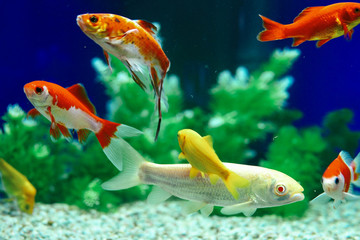 Yellow and Red Goldfish Swimming In Aquarium - 178237139