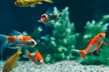 Fototapeta premium Yellow and Red Goldfish Swimming In Aquarium