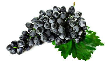 Blue wet Isabella grapes bunch isolated on white background