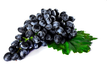 Blue wet Isabella grapes bunch isolated on white background