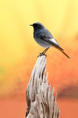 Small bird on a trunk