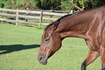 Angry mare with ears pinned back