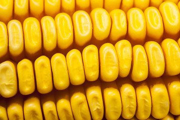 mature corn on a white background