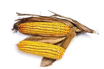 mature corn on a white background © fotosr52