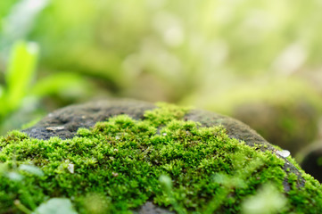 Obraz premium Beautiful mossy landscape with sunrise in forrest
