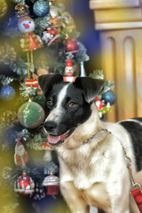 Black with a white chest Puppy by the fireplace and Christmas tree.