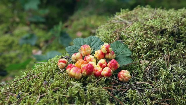 Wild Berry cloudberries closeup