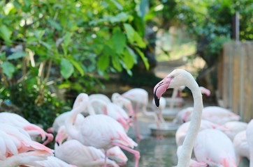 Розовые фламинго в естественной среде обитания