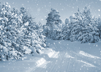 Bright winter landscape with snow-covered pine trees