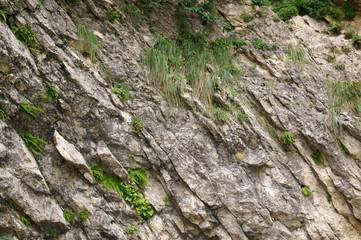 Stone wall with greenery. Texture of nature. Background for text, banner, label.