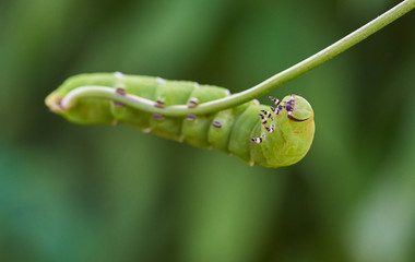 Mimas tiliae hanging