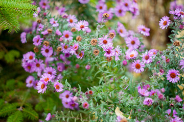 Fototapeta premium Purple flowers in the garden