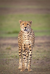A beautiful male cheetah walks towards viewer with grassy plains of Masai Mara in background 