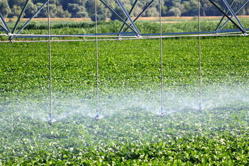 Fototapeta premium Field irrigation using the center agricultural pivot sprinkler system