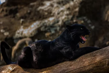 Rolgordijnen Zwarte Panter © Javier