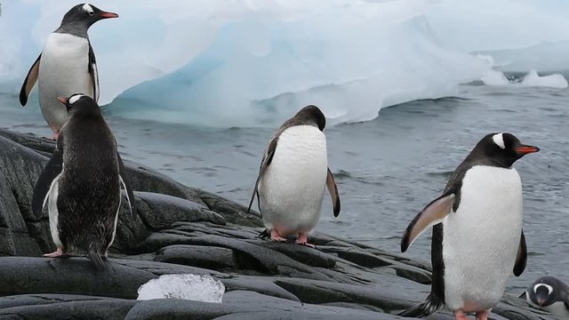 Gentoo Penguins chiks