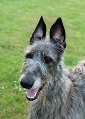 Fototapeta premium Scottish Deerhound with erect ears. Deerhounds have agile ears that can be directed in all directions. This is known as 