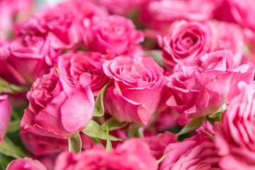 bunch of pink roses background, soft focus