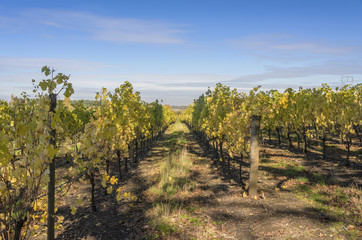 Fototapeta na wymiar Field of vineyards Willamette valley Oregon.