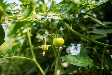 Close up of young green tomatoes in the garden.