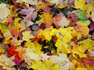 Autumn colorful fallen maple leaves