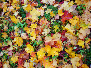 Autumn colorful fallen maple  leaves
