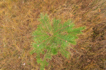 Young pine tree top view