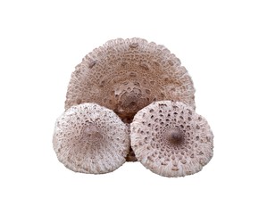 Сaps of parasol mushrooms (Macrolepiota procera) on a white background