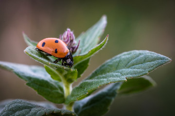 Ladybird on a leaf