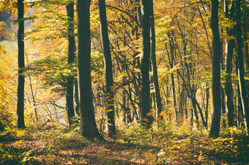 Obraz premium Beautiful landscape - autumn forest, trees covered with colored leaves