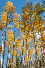 Aspen Trees in Autumn
