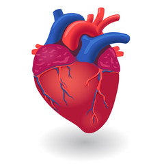 Human body heart organ