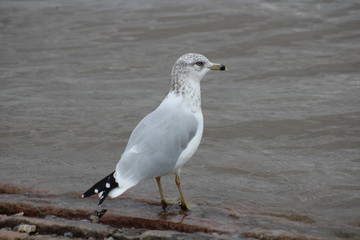 waterfowl