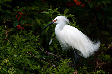 Snowy Egret