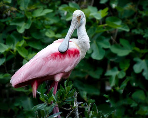 Roseate Spoonbill - Powered by Adobe
