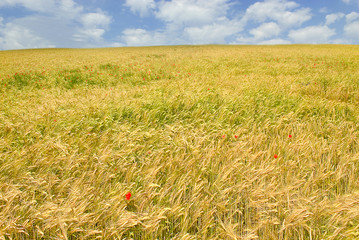 Italy,Lombardy, a wheat field.