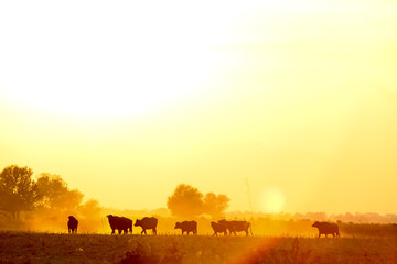 water buffalo grazing at sunset  next to the river Strymon in Northern Greece. © ververidis