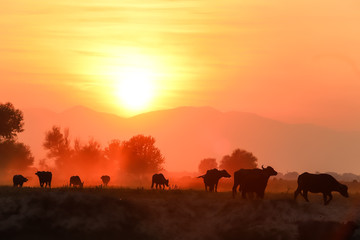 Fototapeta na wymiar water buffalo grazing at sunset next to the river Strymon in Northern Greece.