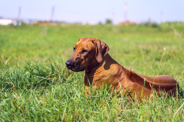 A portrait of Rhodesian Ridgeback on the grass