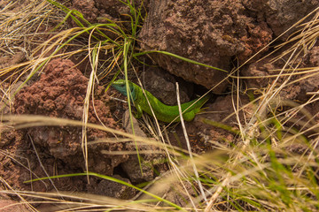 European green lizard