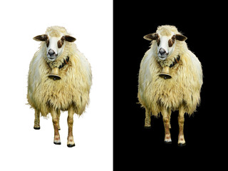 Fototapeta premium Cute white lamb with bell. Isolated, white and black background.