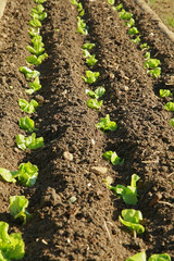 Sillon de plants de salade