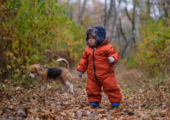 European boy and the Beagle in autumn forest