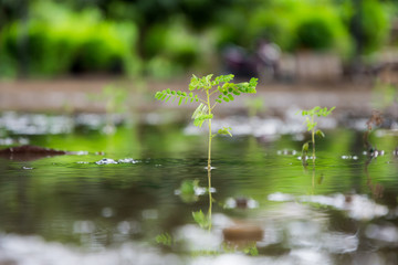 close up growing plant