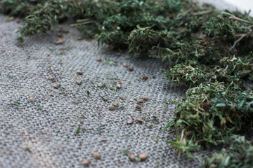 Cannabis flowers and seeds on the background of the canvas Focus Selective Focus.
