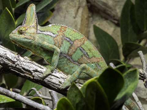 the male Veiled Chameleon, Chamaeleo calyptratus, is color-coded